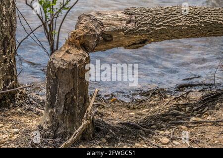 Ein Biber nagte und kaute einen kleinen Baum zu einem Zeigen Sie, bis es brach und fiel am Seeufer auf Ein sonniger Tag im Frühling Stockfoto