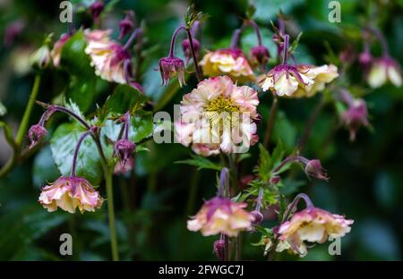 Geum „Pretticoats Peach“ Stockfoto
