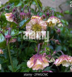 Geum „Pretticoats Peach“ Stockfoto