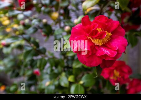 Camellia Japonica "Blood of China" Stockfoto