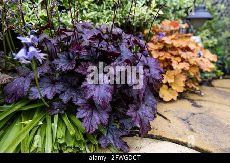 Heuchera „Melting Fire“ Stockfoto