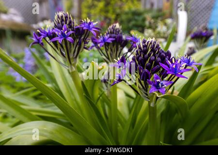 Scilla'S Karibische Juwelen apphire Blau' Stockfoto