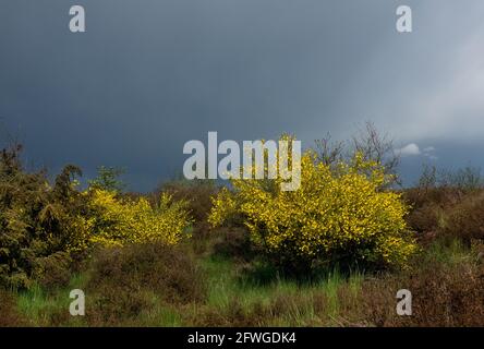 Blühend Gemeiner Besen auf dem Heideland stehen die gelb-sonnenbeschienenen Blüten stark im Kontrast zu den dunklen Regenwolken im Hintergrund Stockfoto