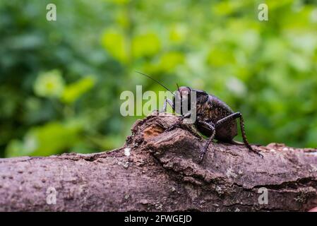 Dickbäuchige Cricket (Bradiphorus Dasiphus) Stockfoto