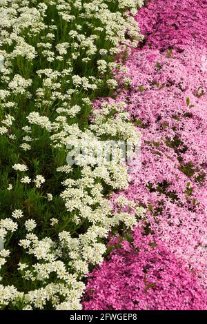 Blumen Hintergrund - weiß und rosa Boden decken Blumen in einem Blumenbett. Selektiver Fokus. Stockfoto