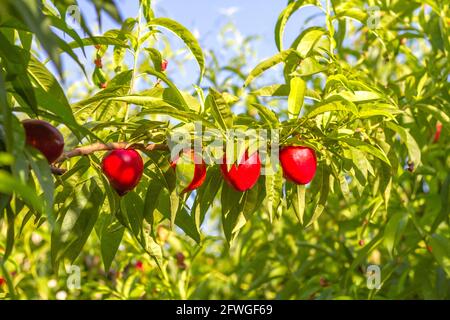 Nektarinen der frühen Bomba-Sorte auf dem Baum, der auf einer Farm in Valencia, Spanien, geerntet werden soll. Stockfoto