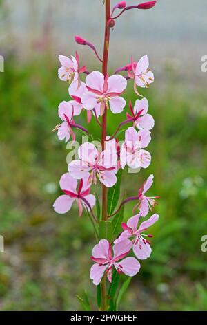 Rosebay-Weidenkraut (Epilobium angustifolium) Foto: Bengt Ekman / TT / Code 2706 Stockfoto