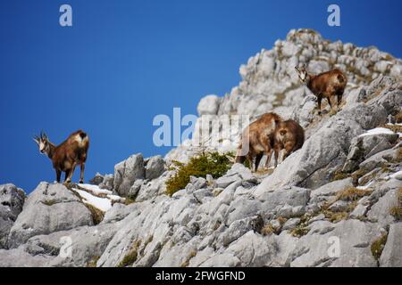 Alpine GEMSE (RUPICAPRA rupicapra) in der Wildnis im Nationalpark Berchtesgaden, Bayern, Deutschland Stockfoto