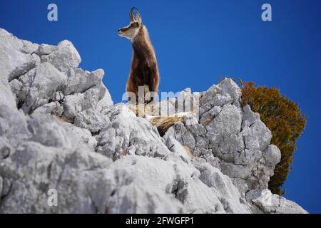 Alpine GEMSE (RUPICAPRA rupicapra) in der Wildnis im Nationalpark Berchtesgaden, Bayern, Deutschland Stockfoto