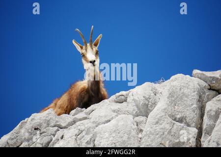 Alpine GEMSE (RUPICAPRA rupicapra) in der Wildnis im Nationalpark Berchtesgaden, Bayern, Deutschland Stockfoto