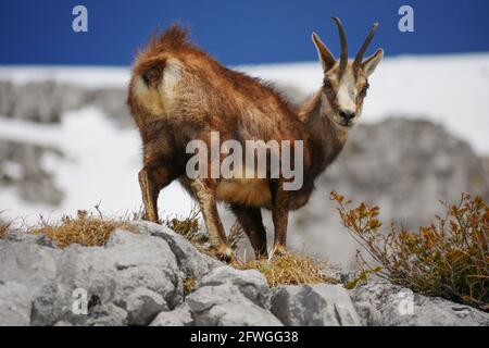 Alpine GEMSE (RUPICAPRA rupicapra) in der Wildnis im Nationalpark Berchtesgaden, Bayern, Deutschland Stockfoto