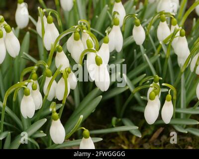 Schneeglöckchen weiße Primeln wiegen leicht aus der Nähe Stockfoto