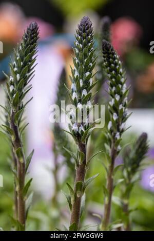 Veronica gentianoides ‘Tissington White’ Stockfoto