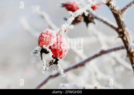 Frosted red rose hips in the garden. Winter landscape. Stockfoto