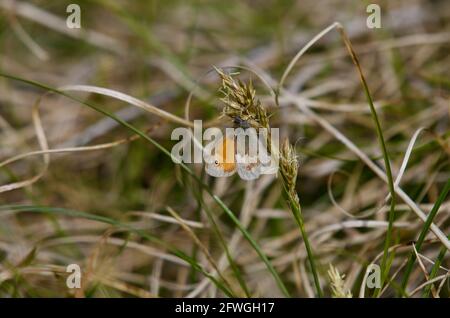 Kleine Heide Schmetterling Stockfoto