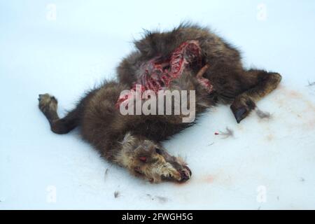 Tote, junge Alpenbams (Rupicapra rupicapra) in freier Wildbahn im Nationalpark Berchtesgaden, Bayern, Deutschland. Es fiel wahrscheinlich auf den gefrorenen Schnee und Stockfoto