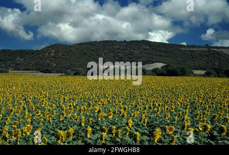 Eine hochwertige Aufnahme einer Landschaft voller Sonnenblumen unter dem wolkigen Himmel in der Türkei. Diese realistische und lebendige Aufnahme spiegelt die perfekte Harmonie von wider Stockfoto