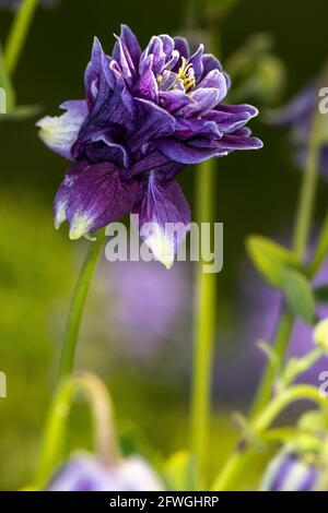 Aquilegia Caerulea Vulgaris Christa Barlow Stockfoto