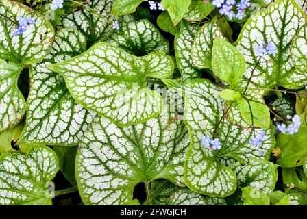 Brunnera macrophylla ‘Jack Frost’ herzförmiges Laub Stockfoto