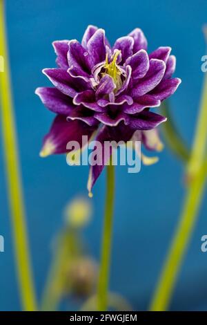 Aquilegia Caerulea Vulgaris Christa Barlow Stockfoto