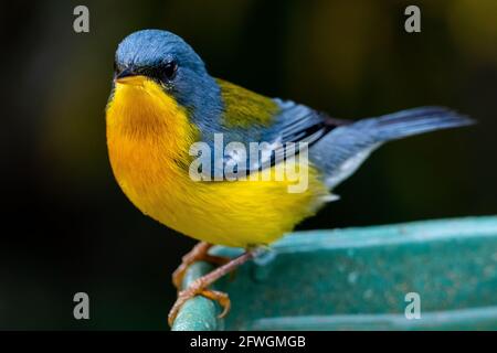 Tropical Parula (Setophaga pitiayumi) ist ein kleiner New World-Waldsänger. Es ist ein kleiner Singvögel Stockfoto