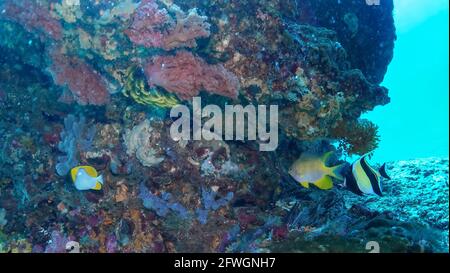 Sehr nahes Foto des schönen Ambon-Damegoistischen und Riff-Butterflyfish unter einem vertikalen Riff, das von vielen Korallenarten bevölkert ist. Aufnahme während des Tauchgangs Stockfoto