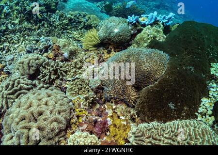 Wunderschöner Panoramablick über das tropische Riff in Indonesien, das von vielen verschiedenen Korallenarten bevölkert ist, sowohl weich als auch hart. Weiches blaues Unterwasserlicht. Pictu Stockfoto