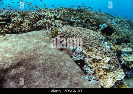 Wunderschöner Panoramablick über das tropische Riff in Indonesien, das von vielen verschiedenen Korallenarten bevölkert ist, sowohl weich als auch hart. Viele kleine Fische. Bild ta Stockfoto