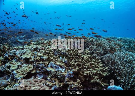 Wunderschöner Panoramablick über das tropische Riff in Indonesien, das von vielen verschiedenen Korallenarten bevölkert ist, sowohl weich als auch hart. Viele kleine Fische. Bild ta Stockfoto