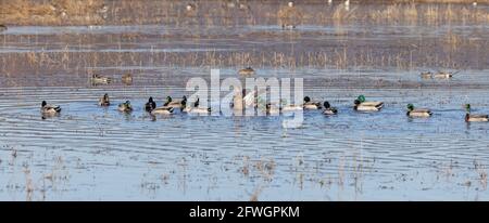 Weibliche Mallard wird von 21 Freiern verfolgt Stockfoto