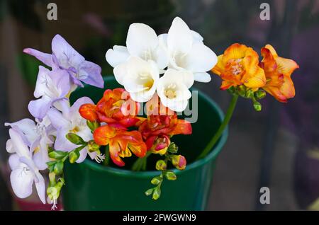 Freesia Bouquet von Blumen in einer Vase im Freien, Sofia, Bulgarien Stockfoto