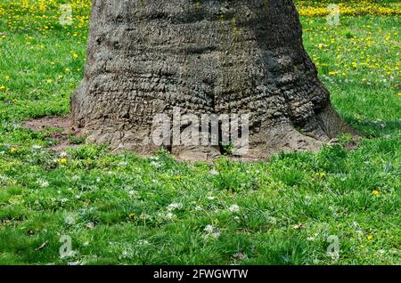 Blühende Frühlingswiese mit Selfheal auch Prunella vulgaris und gelbem Dandelion sowie tarataxum officinale, Sofia, Bulgarien Stockfoto