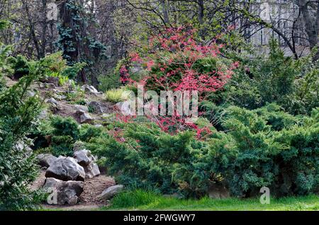 Blick auf einen Steingarten mit großen Steinblöcken, blühenden Bäumen, Sträuchern, Gräsern und Blumen im Frühlingspark, Sofia, Bulgarien Stockfoto