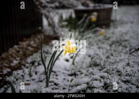Schneebedeckte gelbe jonquil im frühen Frühjahr Stockfoto