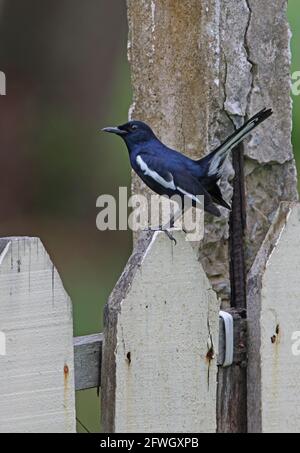 Orientalischer Magpie-Robin (Copsychus saularis adamsi) erwachsenes Männchen, das auf einem Zaun mit dem Schwanz gespannt ist (endemische Bornean-Unterart) Sabah, Borneo Stockfoto