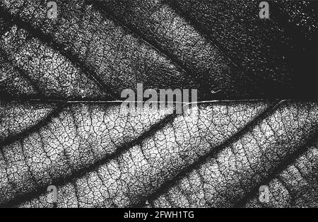 Verzweifelte Overlay Holzblatt Makro-Textur mit Streifen. Grunge schwarz und weiß Hintergrund. Abstrakte Halbton-Vektor-Illustration Stock Vektor