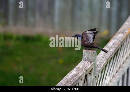 Ein gemeiner Grackel (Quiscalus quiscula) sitzt auf einem Zaunpfosten, wobei die Flügel des Vogels hochgehoben sind. Stockfoto