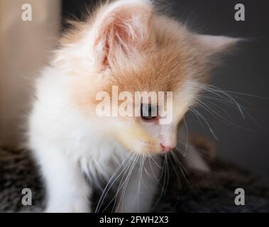 Ein flauschiges, orangefarbenes und weißes Ingwer-Kätzchen - 7 Wochen alt - in Nahaufnahme Stockfoto