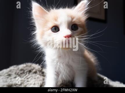 Ein orangefarbenes und weißes Ingwerkätzchen -- 7 Wochen alt -- posiert auf einem flauschigen Kissen mit dunklem Hintergrund Stockfoto