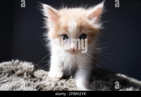 Ein orangefarbenes und weißes Ingwerkätzchen -- 7 Wochen alt -- posiert auf einem flauschigen Kissen mit dunklem Hintergrund Stockfoto