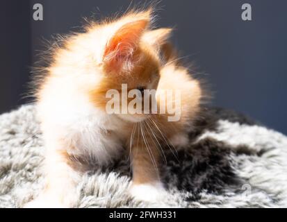 Ein orangefarbenes und weißes Ingwer-Kätzchen -- 7 Wochen alt -- posiert auf einem flauschigen Kissen mit dunklem Hintergrund Stockfoto