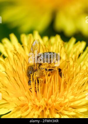 Berlin, Deutschland. Mai 2021. Eine Pollen-Biene taucht tief in die Blüte eines Dandelions auf einer Wiese. Im Inneren der Blüte befinden sich Pollen und Nektar, die als Nahrung für Bienen dienen. Wenn sie gesammelt werden, haften Pollen am Haarkleid der Biene, um männliche Sporen zu den weiblichen Pflanzen zu tragen. Quelle: Jens Kalaene/dpa-Zentralbild/dpa/Alamy Live News Stockfoto