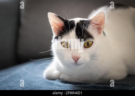 Eine weiße Katze in schwarzen Flecken, die auf der Couch liegt Und schaut in die Kamera Stockfoto