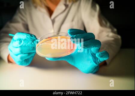 Glückliche weibliche Reasercher Abholung Kolonie einer roten Bakterie Kultur aus Agarplatte tragen grüne Handschuhe in einem Molekül Biologielabor für den IS Stockfoto