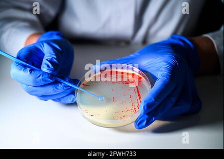 Reasercher nimmt Kolonie einer roten Bakterienkultur ab Agar-Platte mit blauen Handschuhen in einem molekularbiologischen Labor Für die Isolation von dru Stockfoto