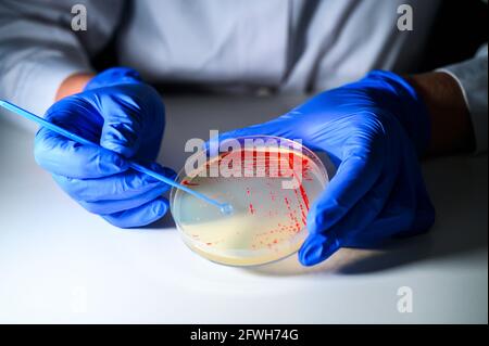 Reasercher nimmt Kolonie einer roten Bakterienkultur ab Agar-Platte mit Handschuhen in einem molekularbiologischen Labor für Die Isolierung von Drogen res Stockfoto
