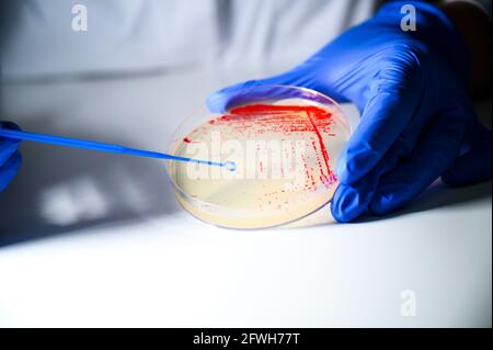 Reasercher nimmt Kolonie einer roten Bakterienkultur ab Agarplatte in einem molekularbiologischen Labor zur Isolierung Von arzneimittelresistenten Mutanten Stockfoto