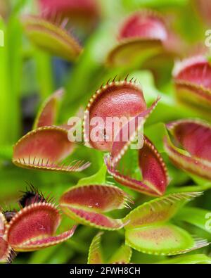 Venus Flytrap Anlage (Dionaea muscipula) - USA Stockfoto