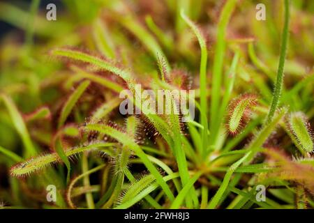 Kap-Sonnentau (Drosera Capensis), fleischfressende Pflanze Stockfoto