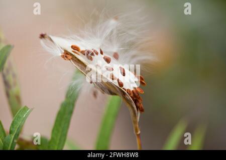 Tropische Milchkrautsamen in der Hülse (Asclepias curassavica) aka bloodflower, Baumwollstrauch, hierba de cucaracha, mexikanisches Schmetterlingskraut, scharlachrote Milchkrautsamen Stockfoto